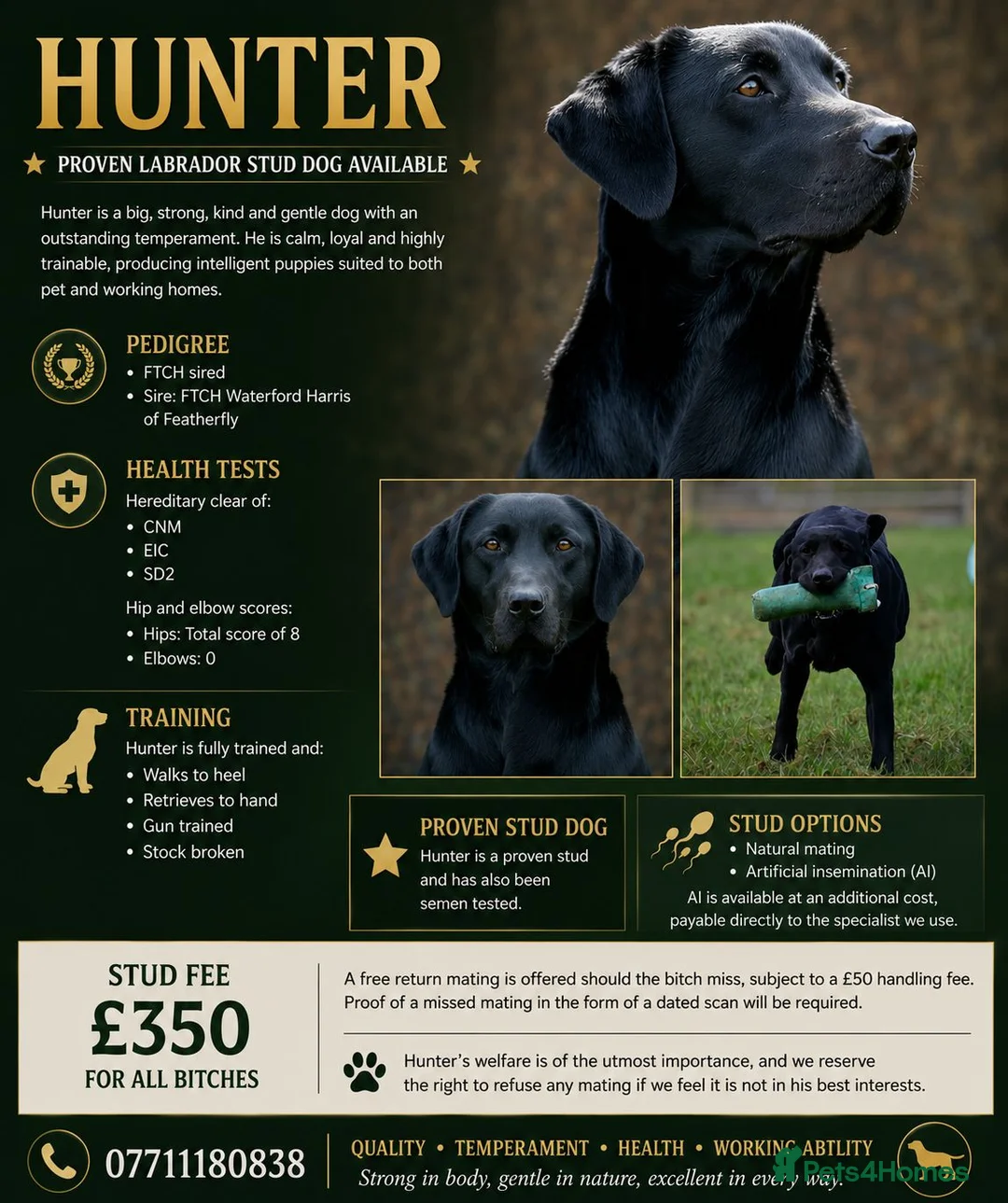 Labrador Retriever dogs for sale: 🐶 KC, DNA Clear Labrador retriever pups ⭐ - Advert 7