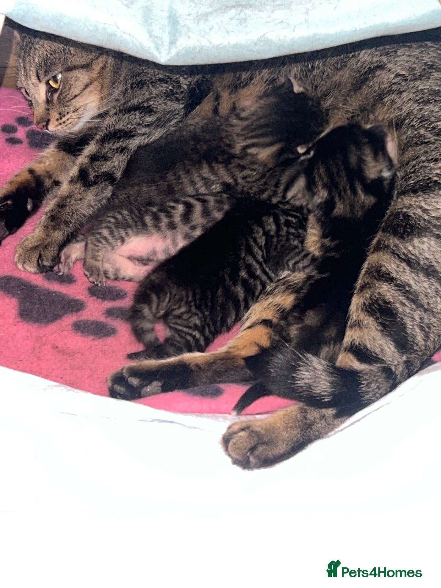 Mixed Breed cats for sale: Kittens for loving home - Advert 1