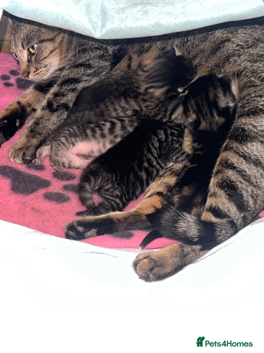 Mixed Breed cats for sale: Kittens for loving home in London - Advert 1