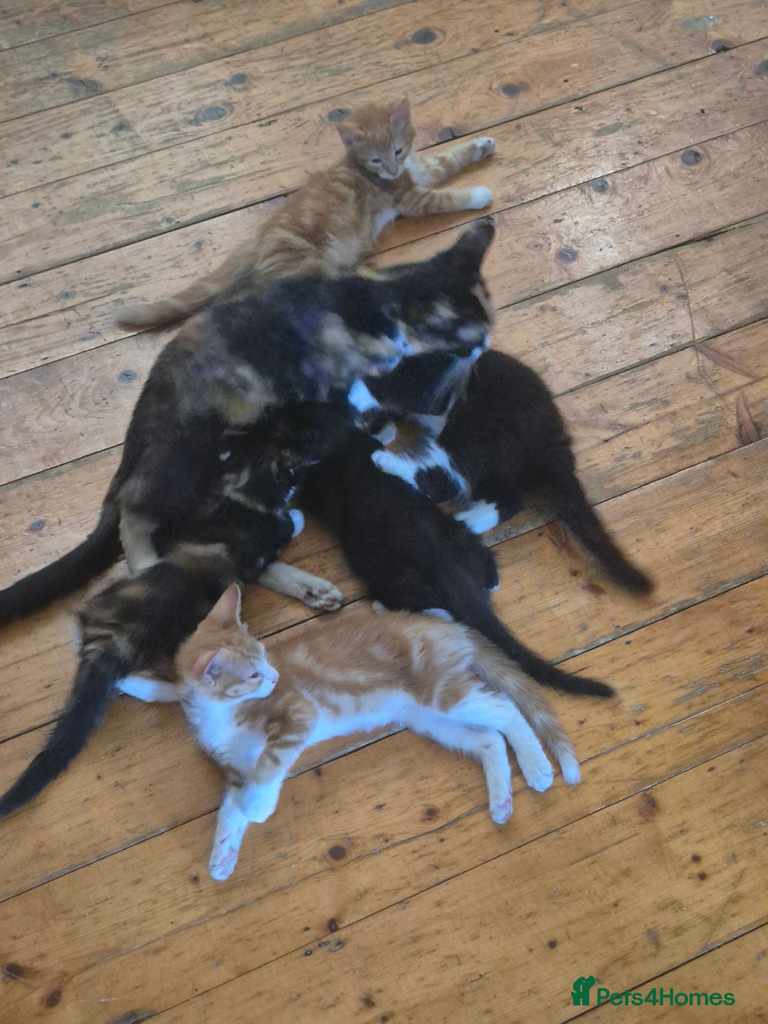 Mixed Breed cats Kittens:2 ginger/white girls, 1 calico girl, 2 Tux - Advert 1
