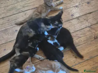 Mixed Breed cats Kittens:2 ginger/white girls, 1 calico girl, 2 Tux - Advert 1