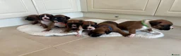 Boxer dogs for sale: Boxer puppies - Advert 20