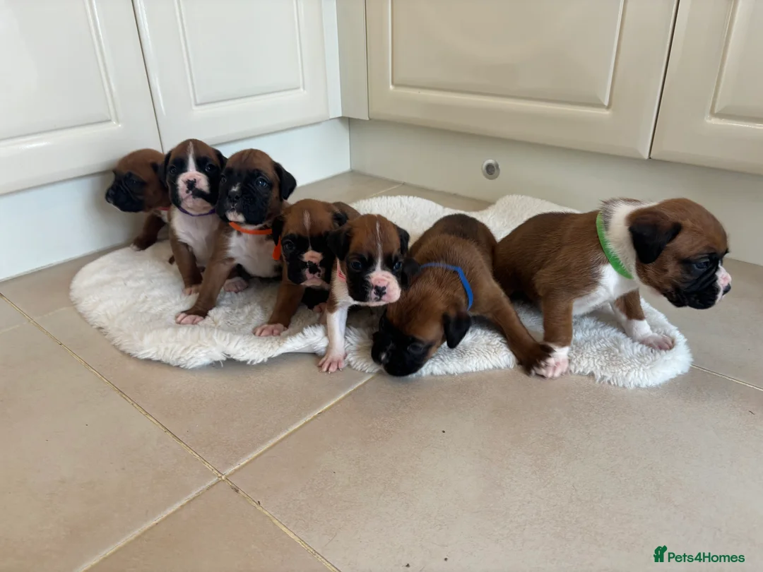 Boxer dogs for sale: Boxer puppies - Advert 20