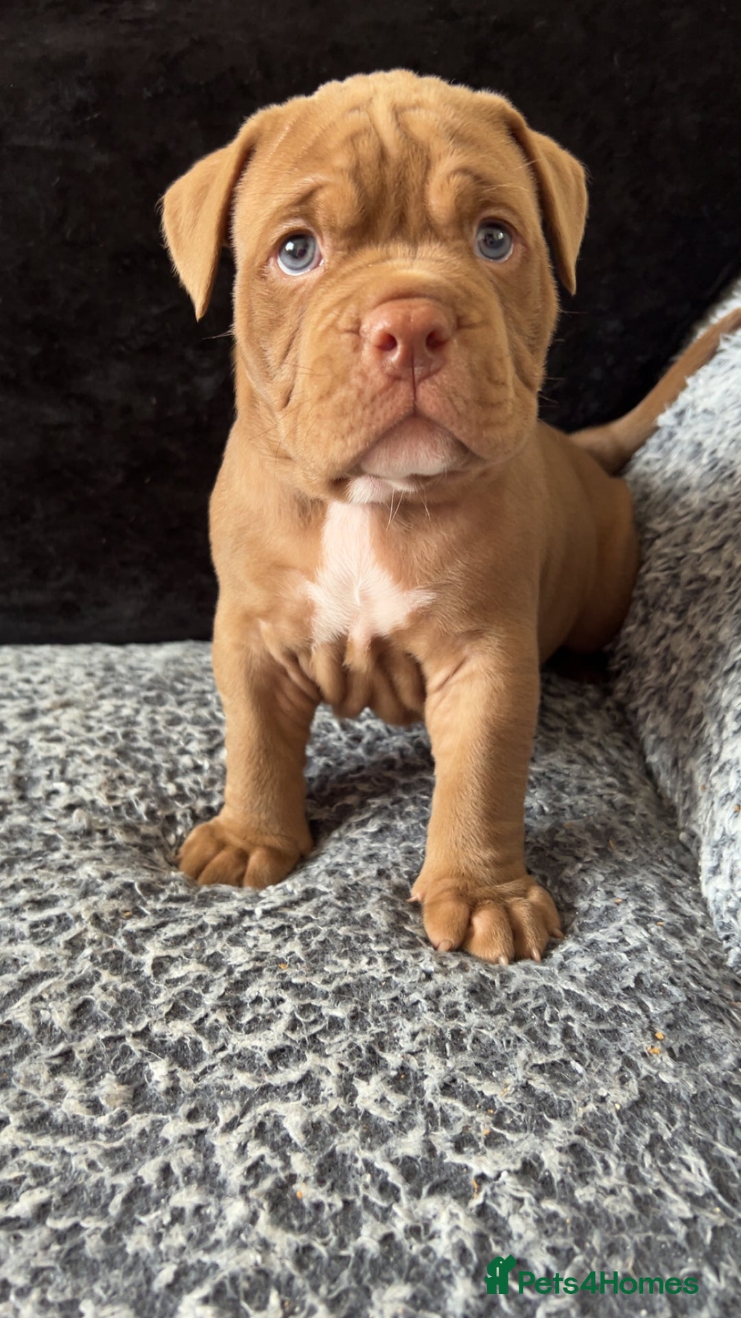 American Bully dogs for sale: Stunning pocket bullie’s  - Image 26