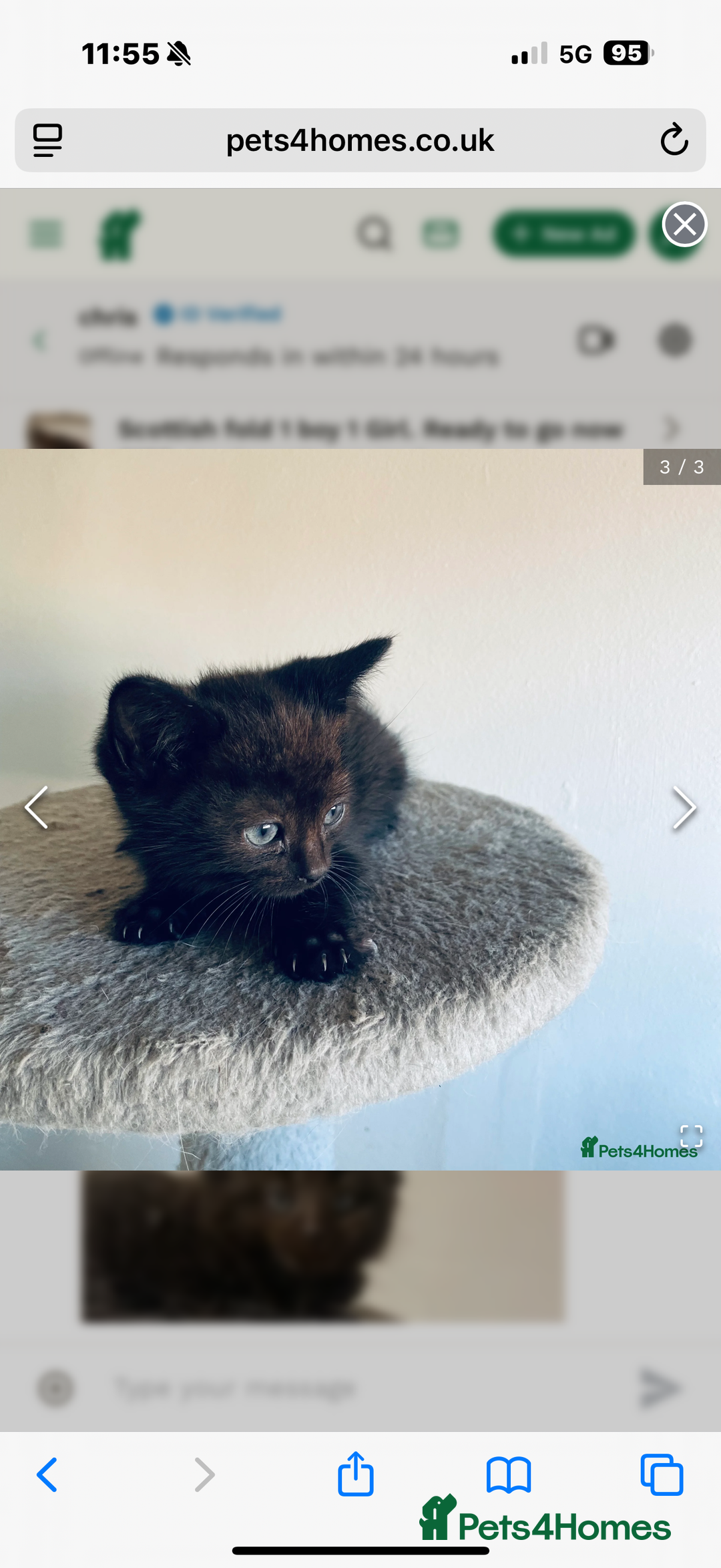 Scottish Fold cats for sale: Bella and Bruce - Advert 4