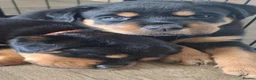 Rottweiler dogs for sale: Courageous, Intelligent & Devoted Rottweilers in Hull - Advert 5