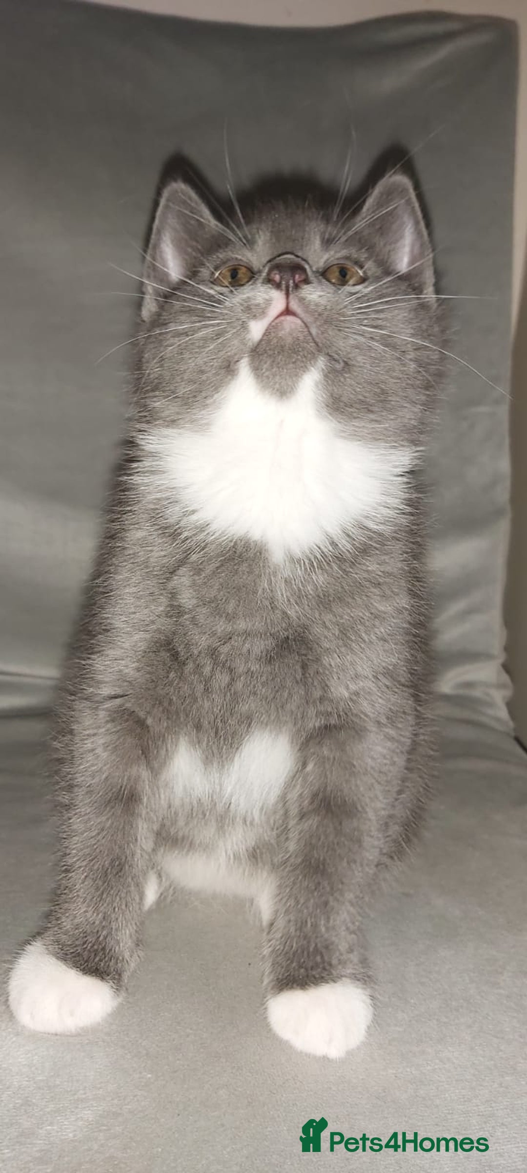 British Shorthair cats for sale: Beautiful little kittens  - Advert 4