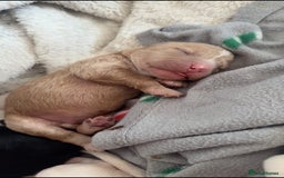 Cockapoo dogs for sale: Cockapoo puppies for sale 🩵🩷 - Image 1