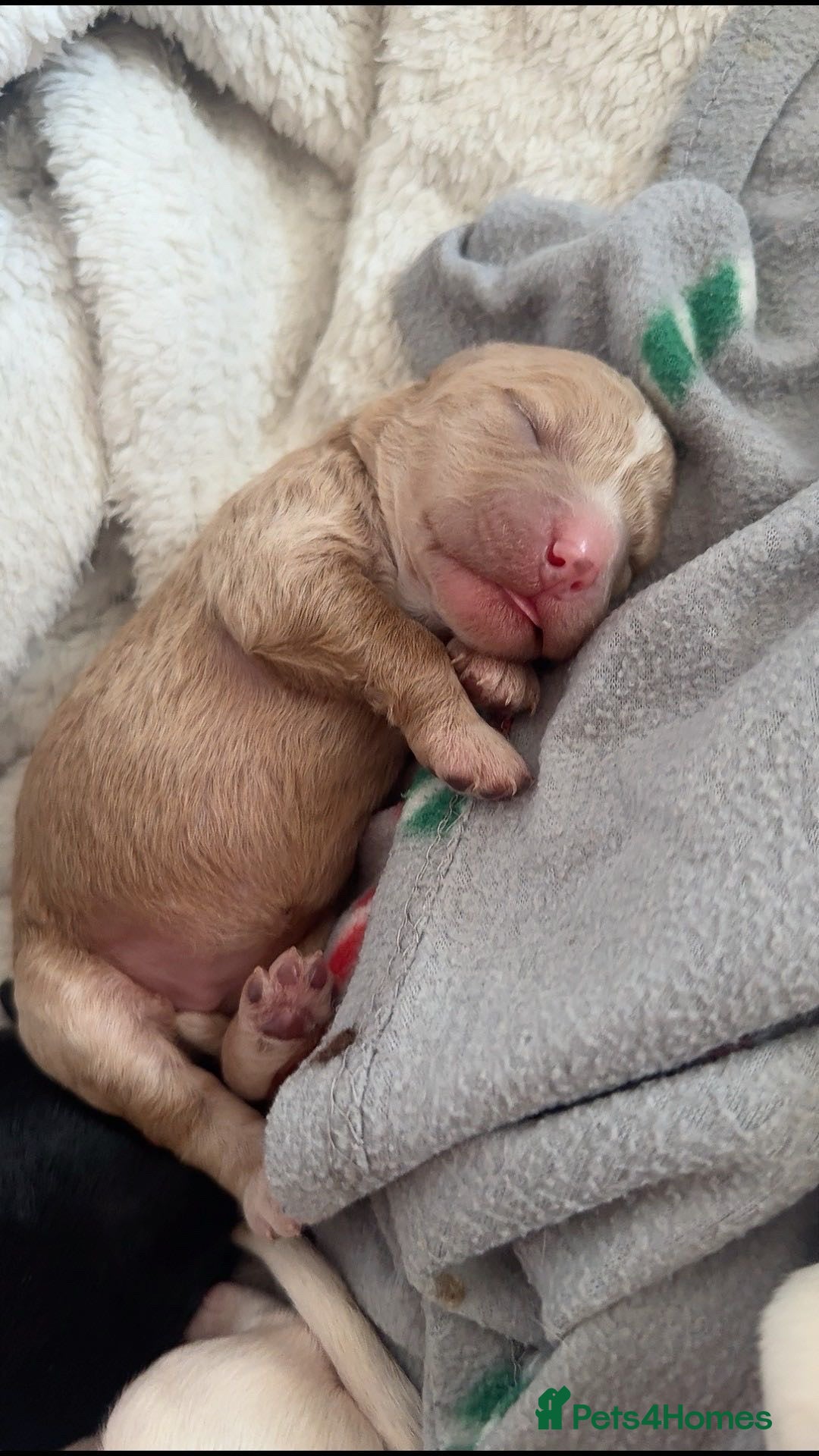 Cockapoo dogs for sale: Cockapoo puppies for sale 🩵🩷 - Image 1