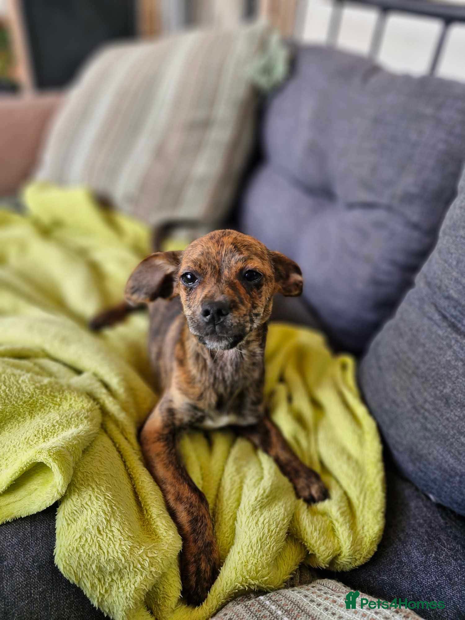 Mixed Breed dogs Lily needs a loving home  - Advert 1