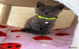 British Shorthair cats for sale: 🐾 2 Adorable Male British Shorthair Kittens🐾 - Image 3