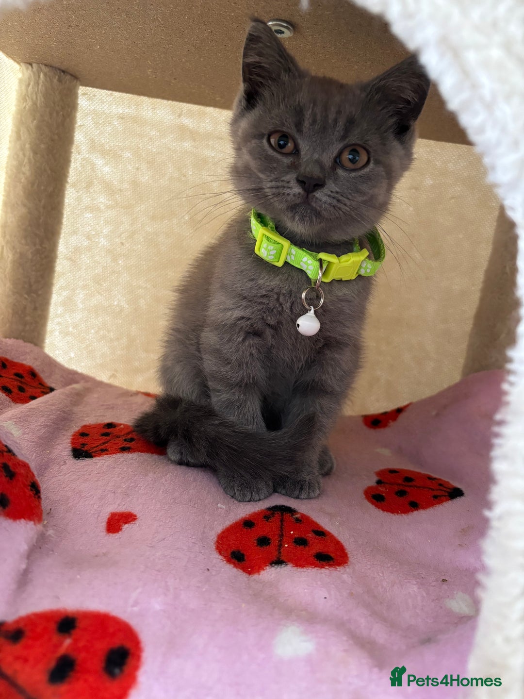 British Shorthair cats for sale: 🐾 2 Adorable Male British Shorthair Kittens🐾 - Image 3