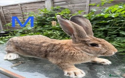 Continental Giant rabbits for sale: 2 HUGE Continental Giants - Image 4