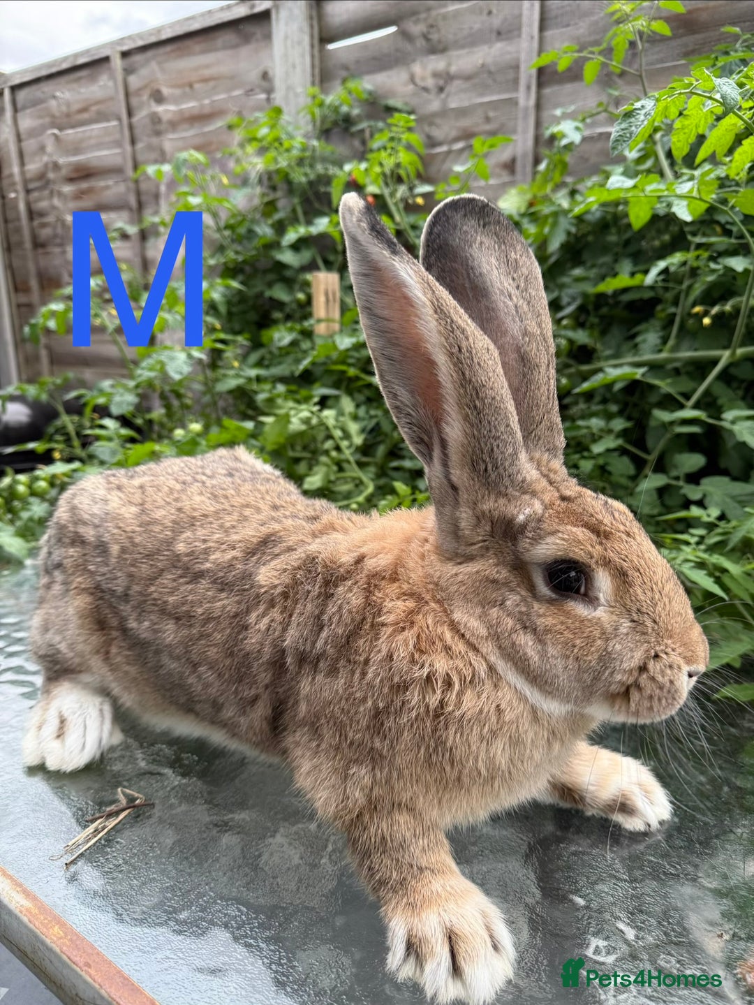 Continental Giant rabbits for sale: 2 HUGE Continental Giants - Image 4