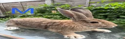 Continental Giant rabbits for sale: 2 HUGE Continental Giants - Advert 4