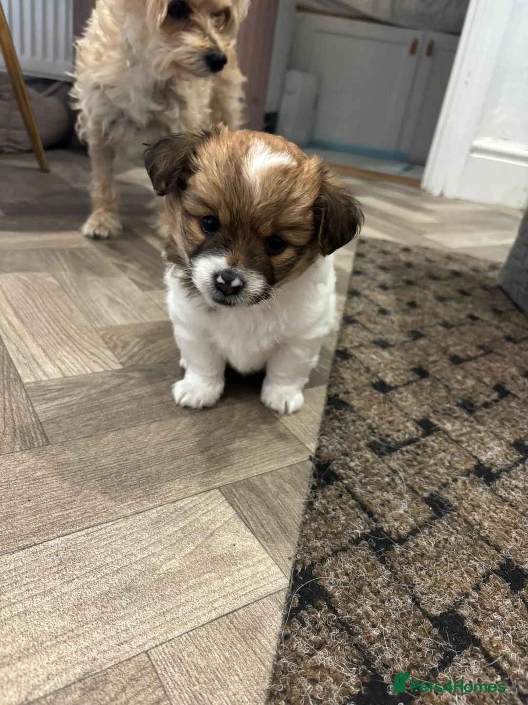 Mixed Breed dogs for sale: Two beautiful puppies ready for their forever home in Newport - Advert 10