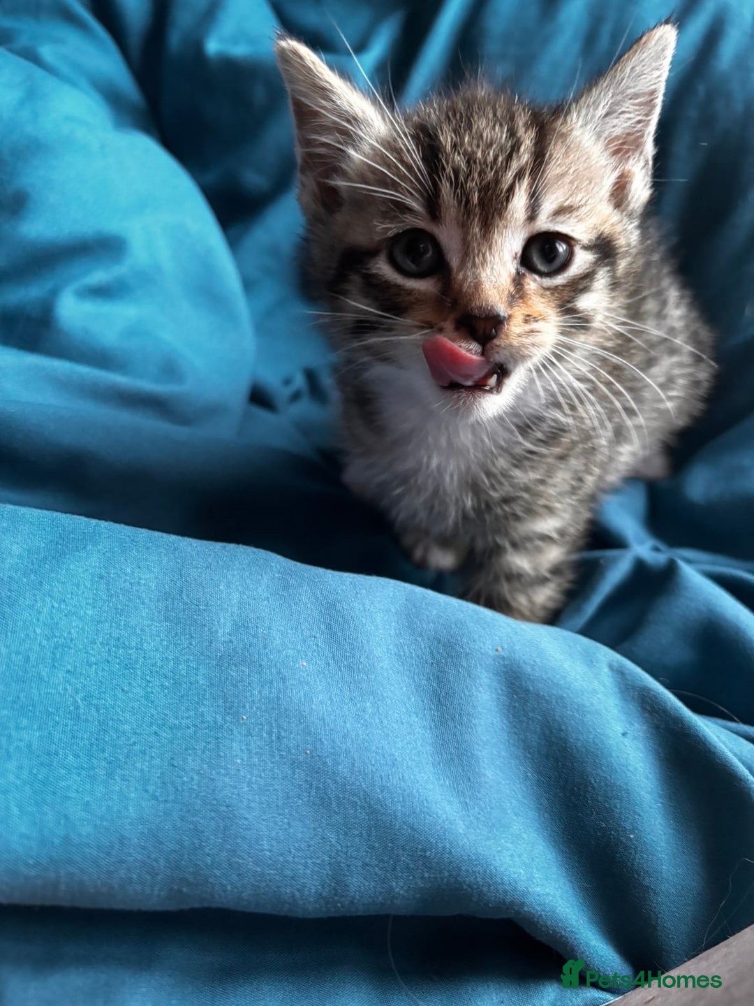 Mixed Breed cats for sale: Beautiful mixed breed blue eyes silver/grey tabby  - Image 9
