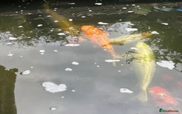 Koi Carp fish for sale: Koi carp and all my pond equipment  - Image 2