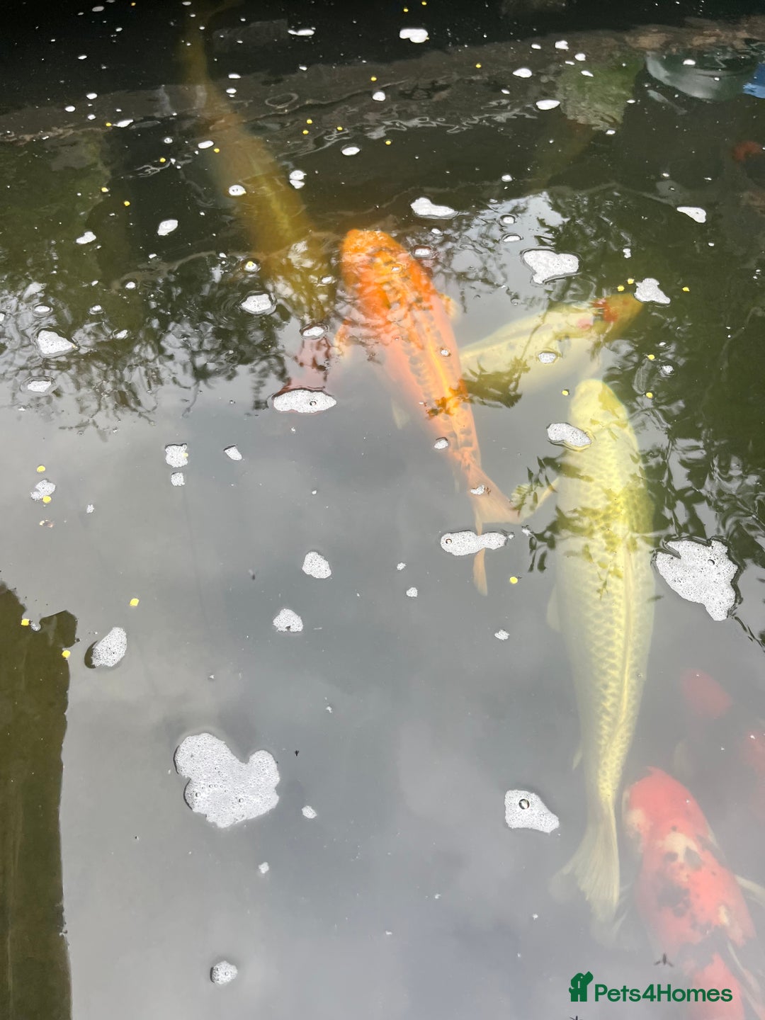 Koi Carp fish for sale: Koi carp and all my pond equipment  - Image 2