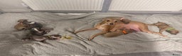 Italian Greyhound dogs for sale: KC registered Perfect Italian greyhound puppies  - Advert 1