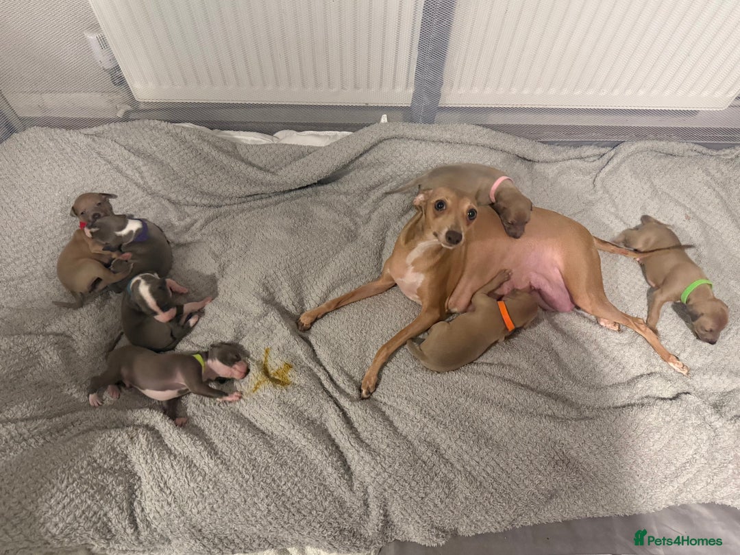 Italian Greyhound dogs for sale: KC registered Perfect Italian greyhound puppies  - Advert 1