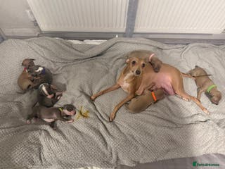 Italian Greyhound dogs KC registered Perfect Italian greyhound puppies - Advert 10