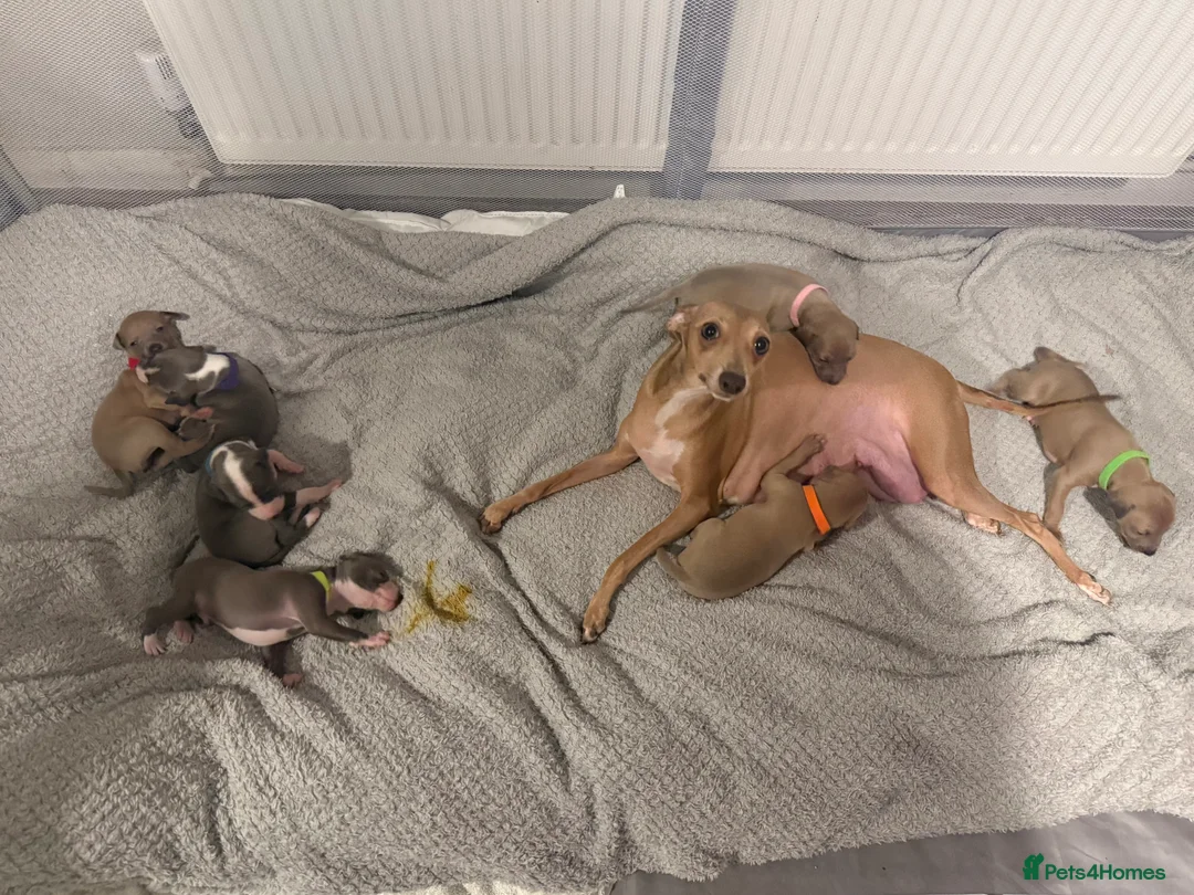 Italian Greyhound dogs for sale: 2 LEFT KC Italian greyhound puppies  - Advert 1
