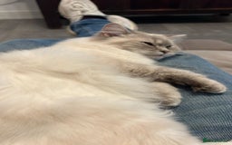 Ragdoll cats for sale: Stunning Seal Point Lynx Ragdoll For Sale. - Image 22