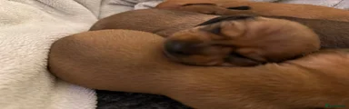 Miniature Dachshund 3