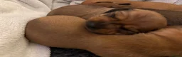 Miniature Dachshund dogs for sale: 🤍exceptional KC PRA clear miniature dachshunds   - Advert 3
