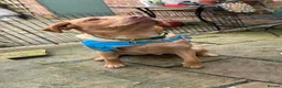 Labrador Retriever dogs for sale: Male Red Labrador 10 months  - Advert 1