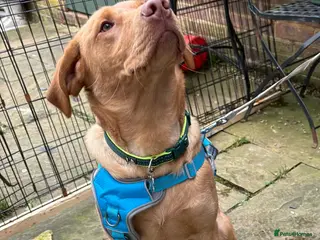 Labrador Retriever dogs Male Red Labrador 10 months - Advert 1