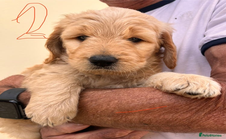 Goldendoodle dogs - Advert 4