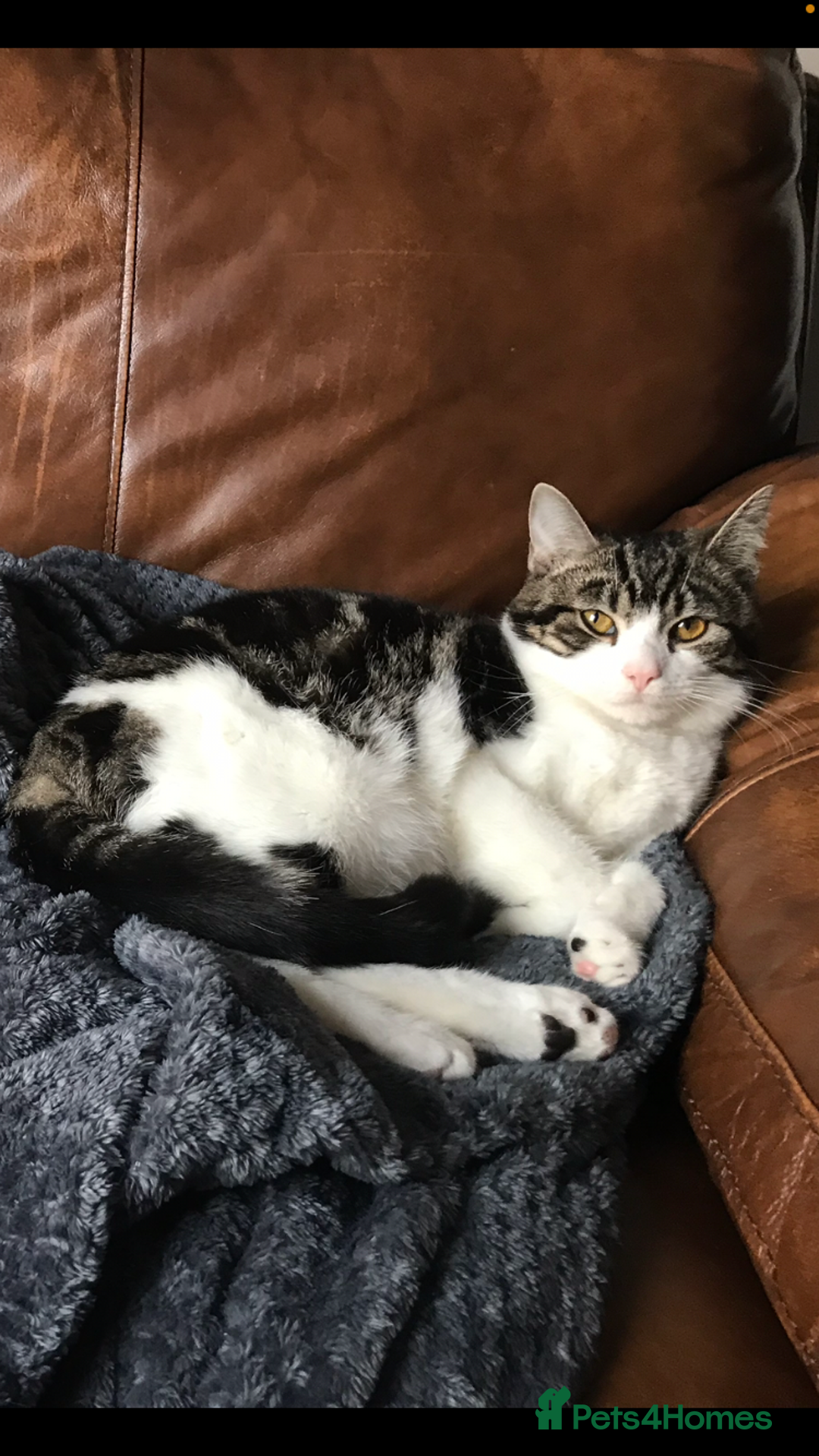 British Shorthair cats for sale: I need a new home,  - Image 1