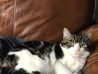 British Shorthair cats - Advert 24