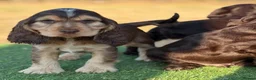 Cocker Spaniel dogs for sale: Beautiful top quality show type cocker spaniel  - Advert 2