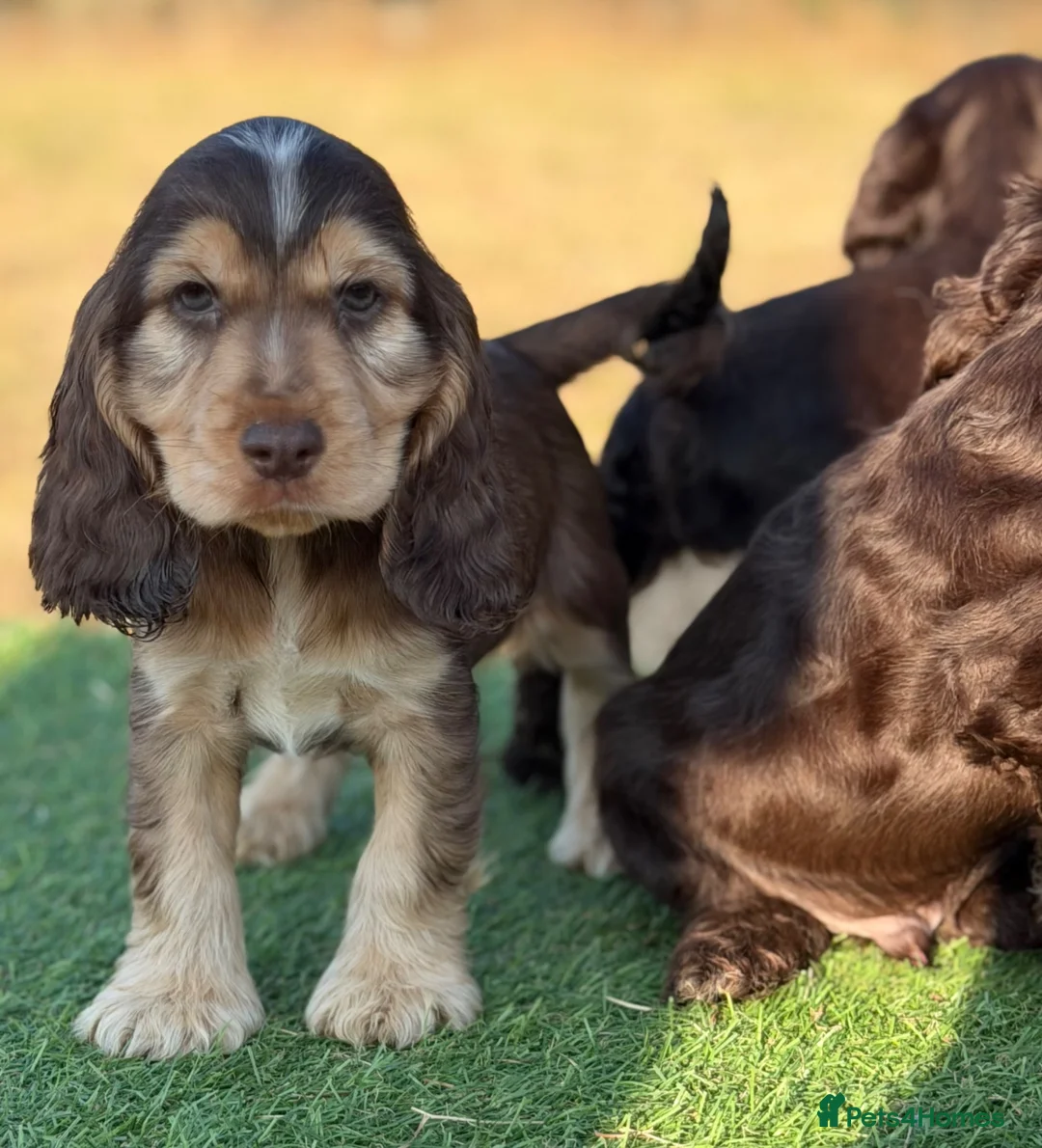 Cocker Spaniel dogs for sale: Beautiful top quality show type cocker spaniel  - Advert 2