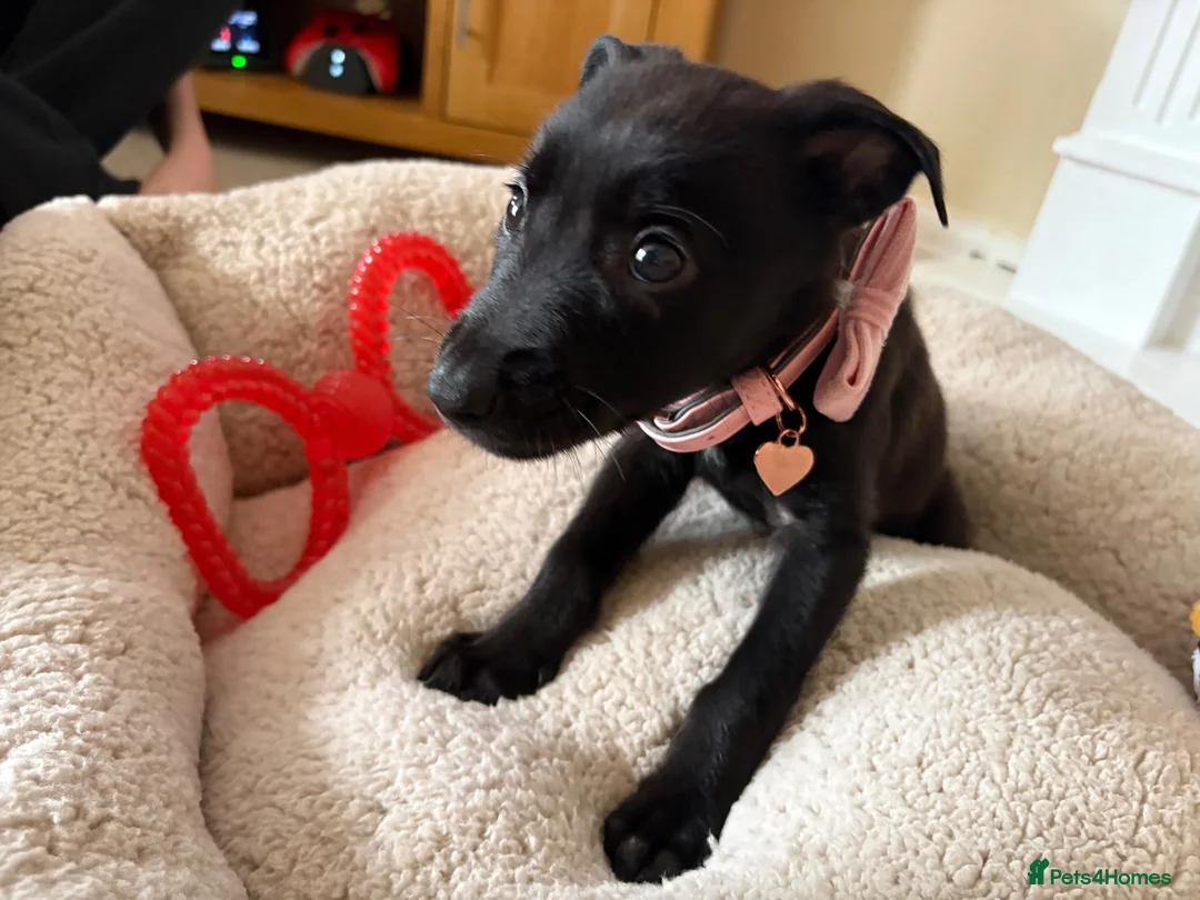 Mixed Breed dogs for sale: 8 Week Old Bullherder Puppy — Needs Forever Home  in Doncaster - Advert 6
