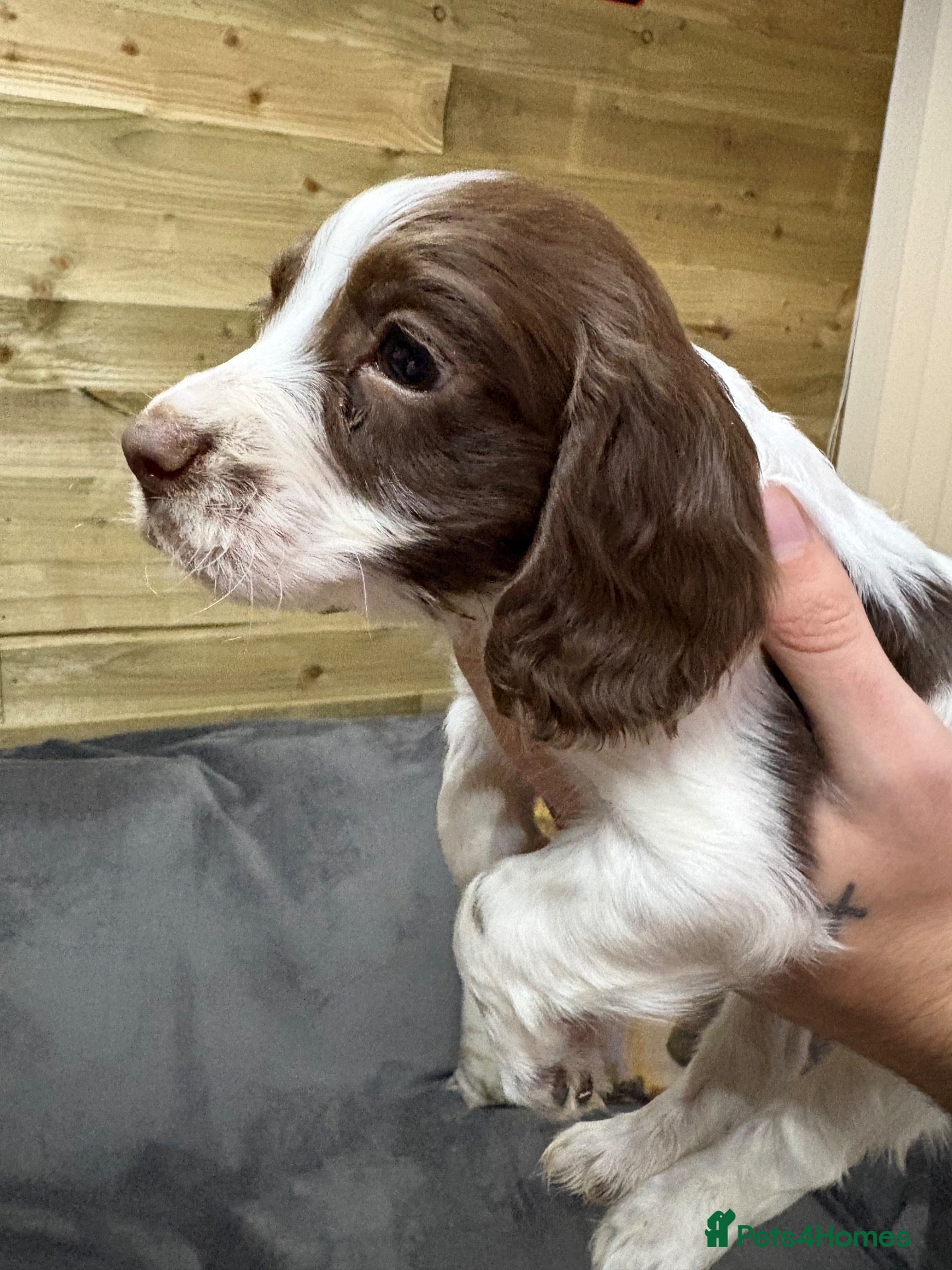 Mixed Breed dogs Sprocker pups - Advert 14