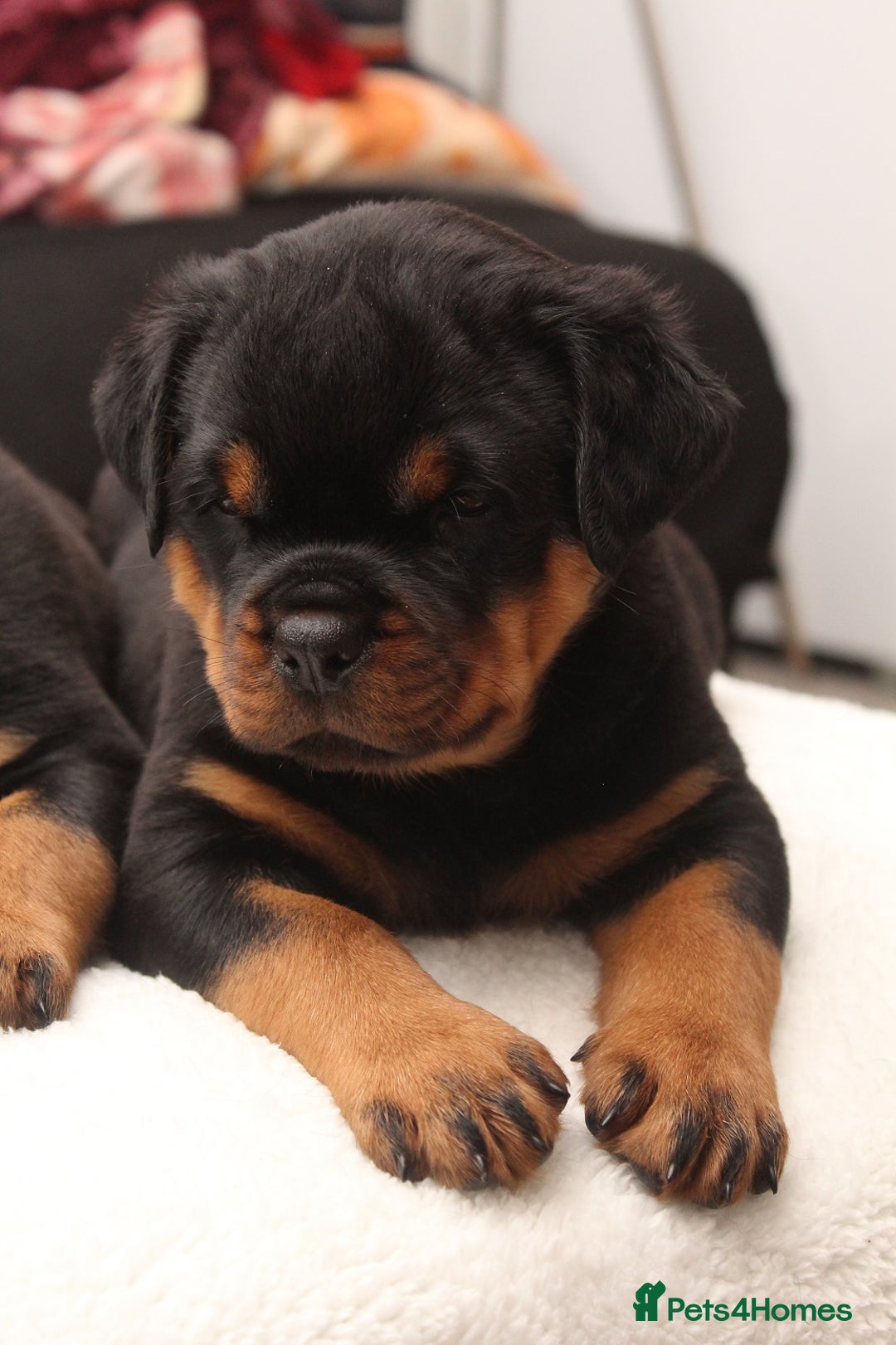 Rottweiler dogs for sale: Exceptional Rottweiler Puppies - Advert 13