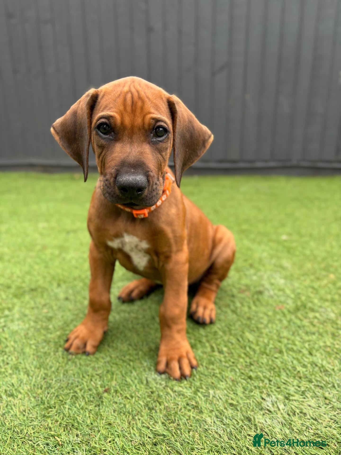 Rhodesian Ridgeback dogs KC Registered Rhodisian Ridgebacks - Ready Now  - Advert 2