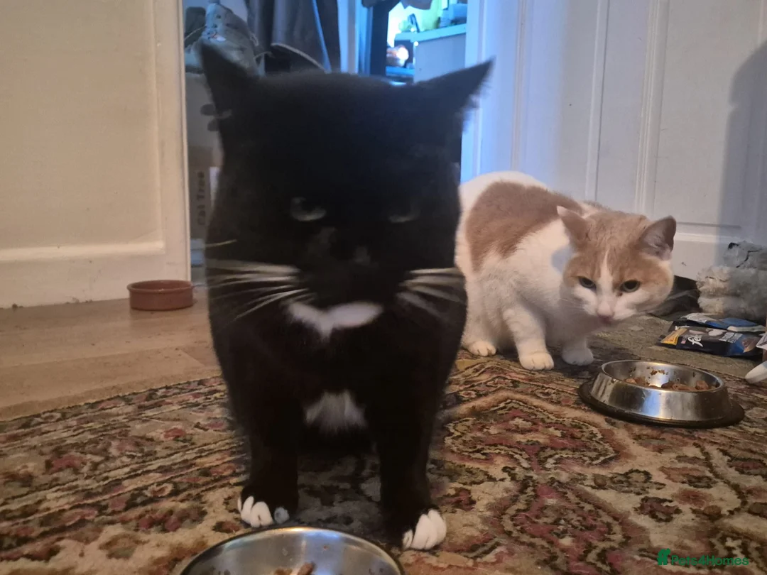 Mixed Breed cats for sale: Brother and sister looking for forever home  - Advert 2