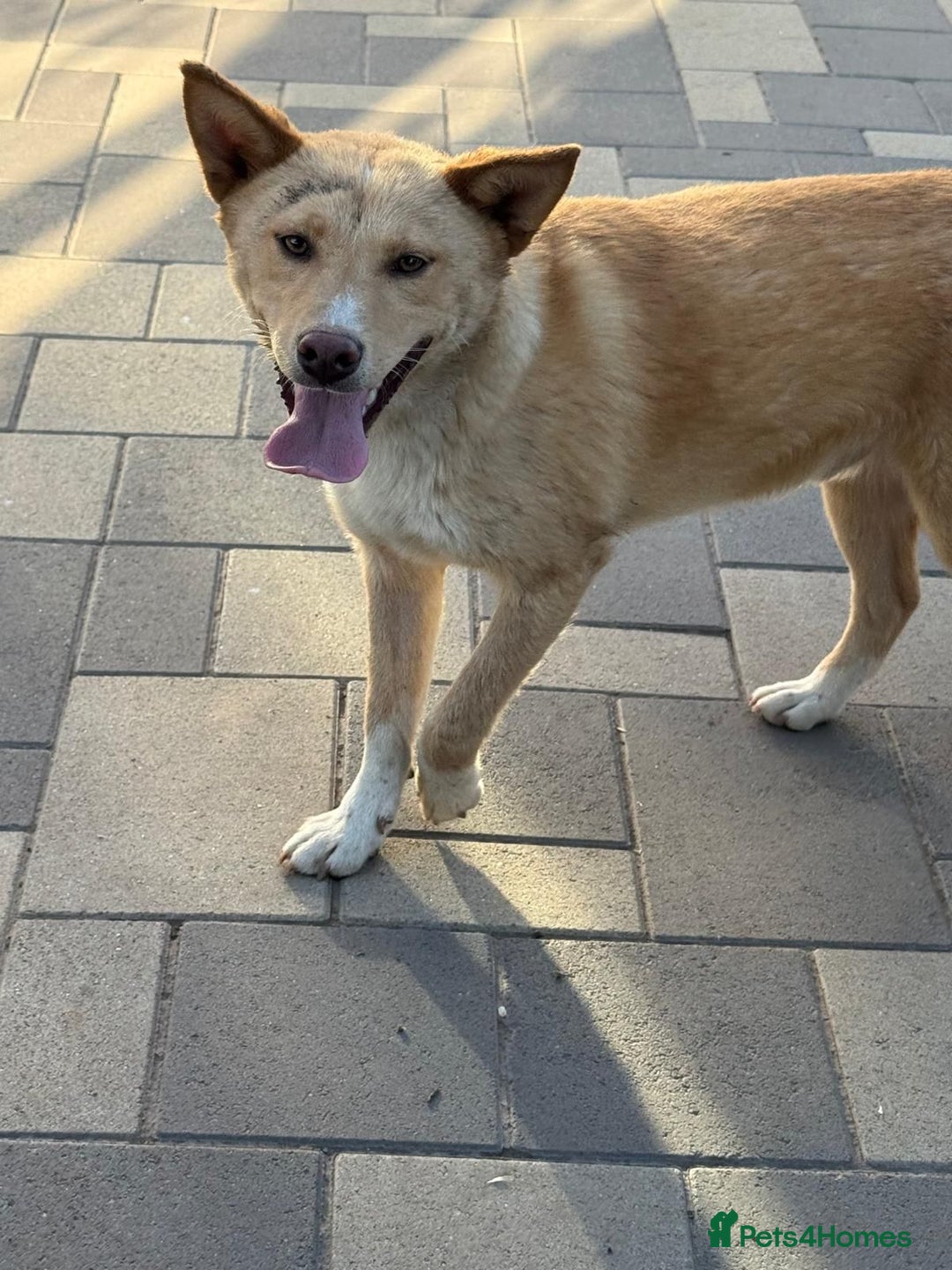 Mixed Breed dogs for adoption: Gorgeous Bill ready for his home - Advert 3