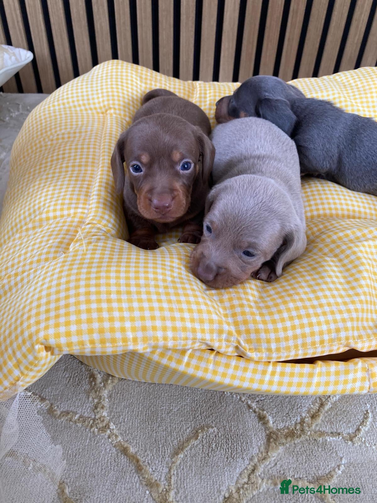Dachshund dogs Mini Dachshund Puppy   - Advert 13