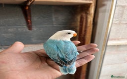 Lovebirds birds for sale: Mutations oplines Fishers lovebirds in Birmingham - Image 6