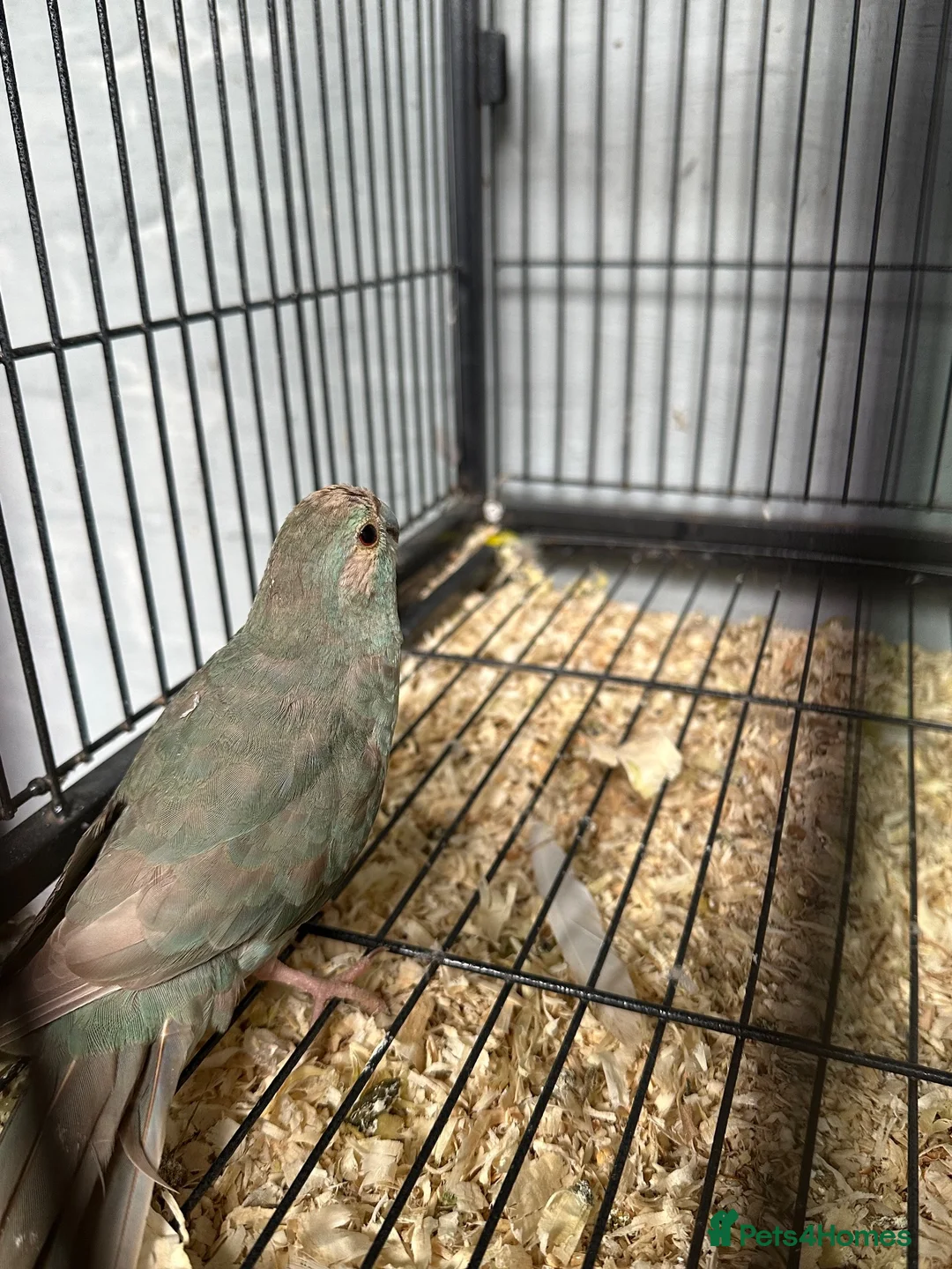 Cockatiels birds for sale: Bonded pair of Coctail & Kakari  - Advert 2