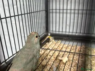 Cockatiels birds pair of Kakari - Advert 10