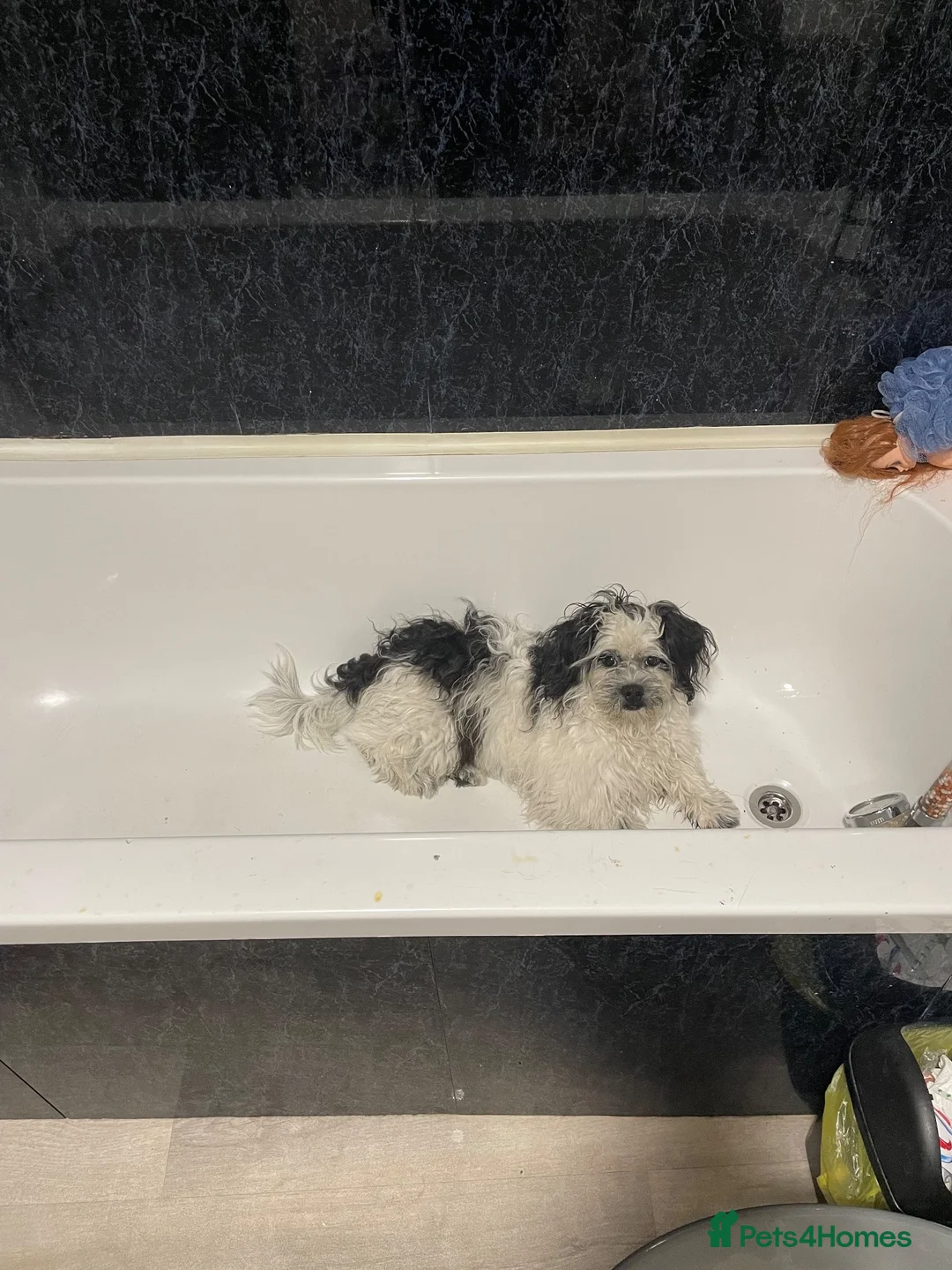 Shih Tzu dogs for sale: Shih Tzu male dog for sale - Advert 1