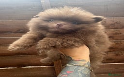 Pomeranian dogs for sale: Teddy bear amazing puppy 🥰 - Image 10