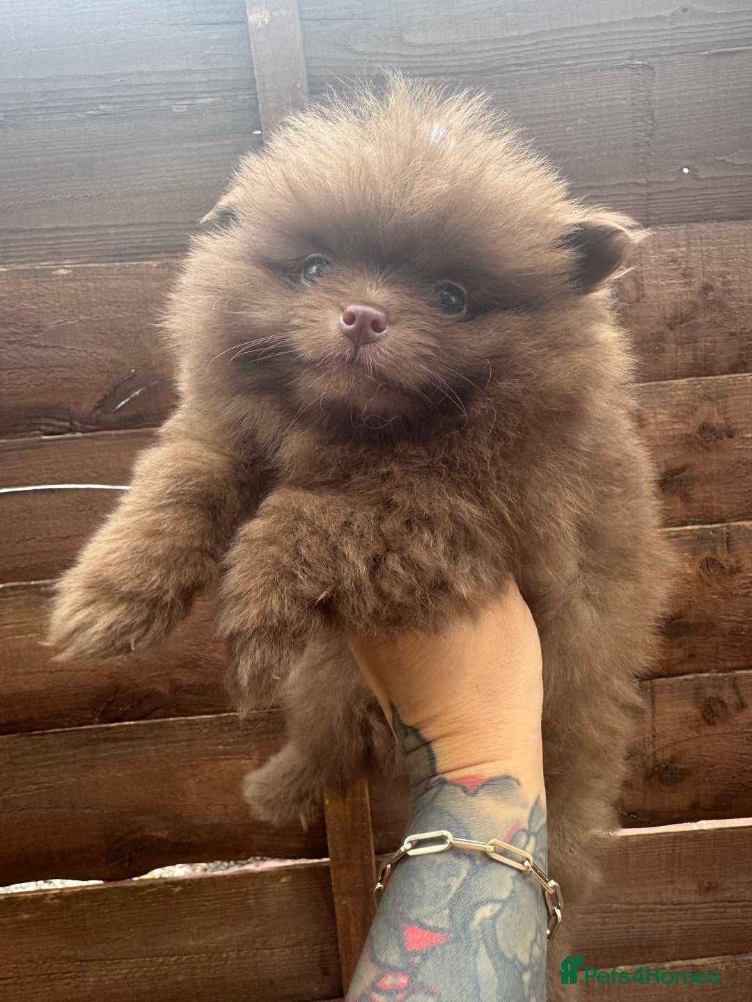Pomeranian dogs for sale: Teddy bear amazing puppy 🥰 - Image 10